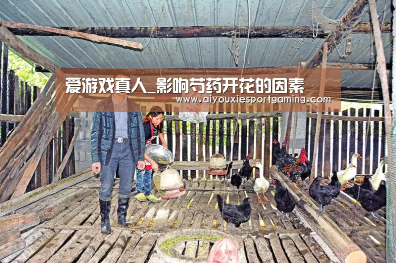 爱游戏真人_影响芍药开花的因素(图1) 爱游戏竞猜