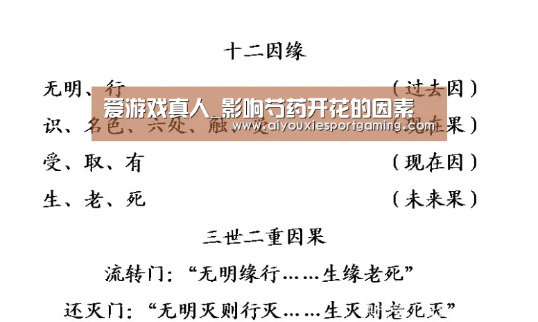 爱游戏真人_影响芍药开花的因素(图2) 爱游戏竞猜