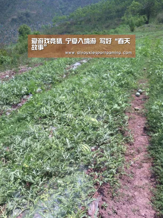 爱游戏竞猜_宁夏入境游 写好“春天故事”(图1) 爱游戏娱乐